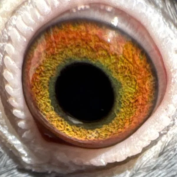Eye Photo