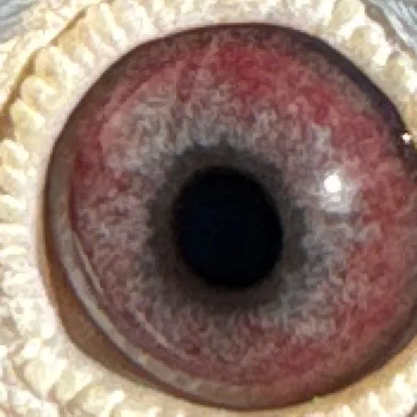 Eye Photo