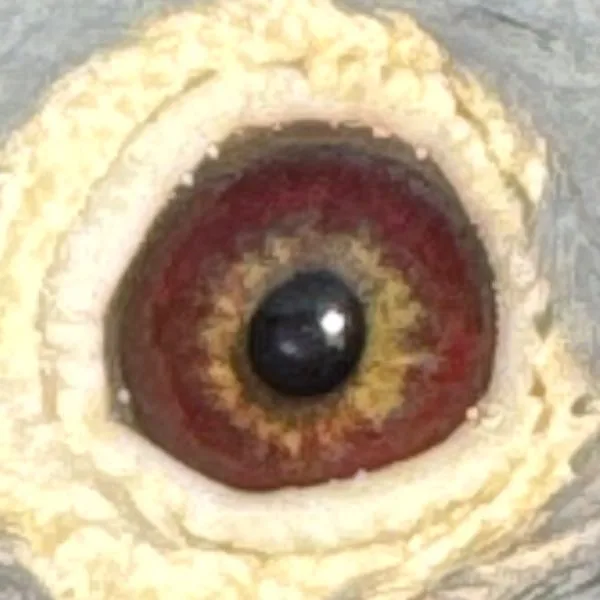 Eye Photo