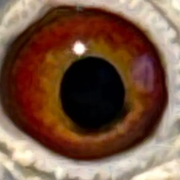 Eye Photo