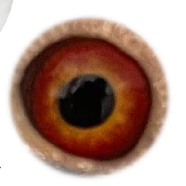 Eye Photo