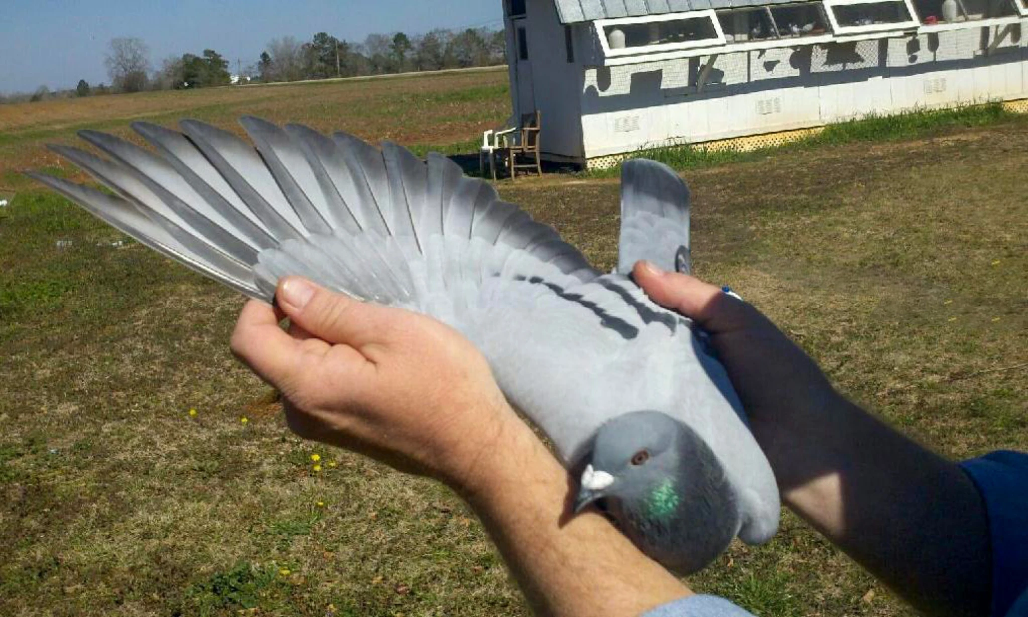 ALABAMA SLAMMER OLR fotoğrafı