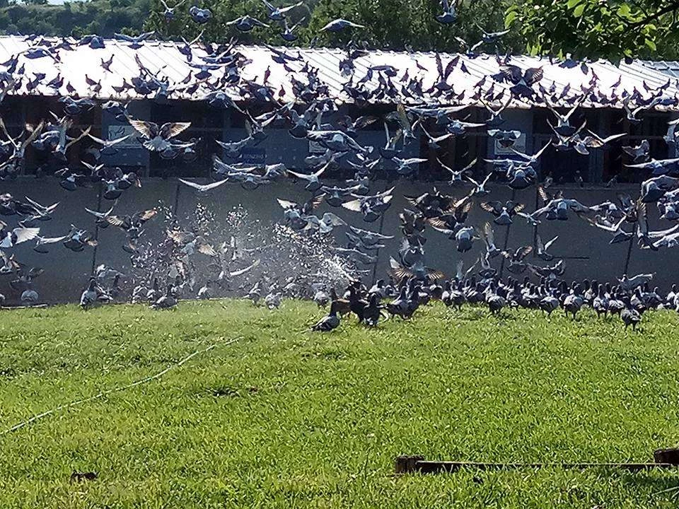 AS Golden Pigeon Race fotoğrafı