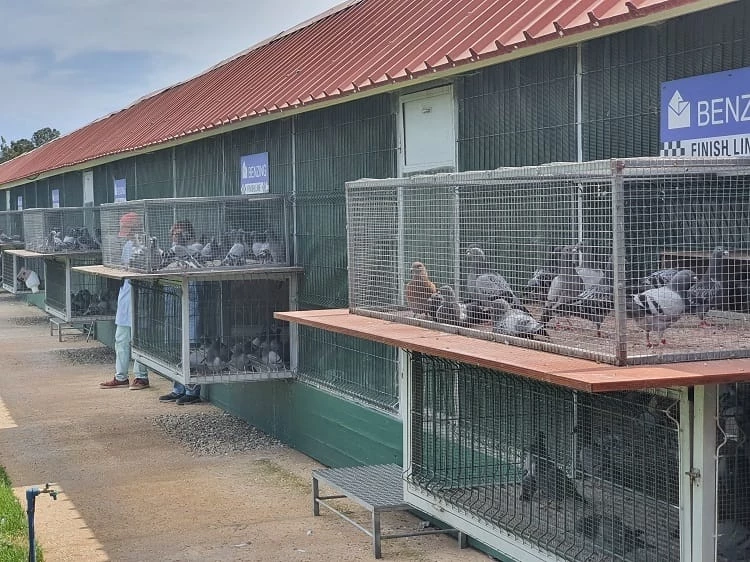 Algarve Pigeons Golden Race fotoğrafı