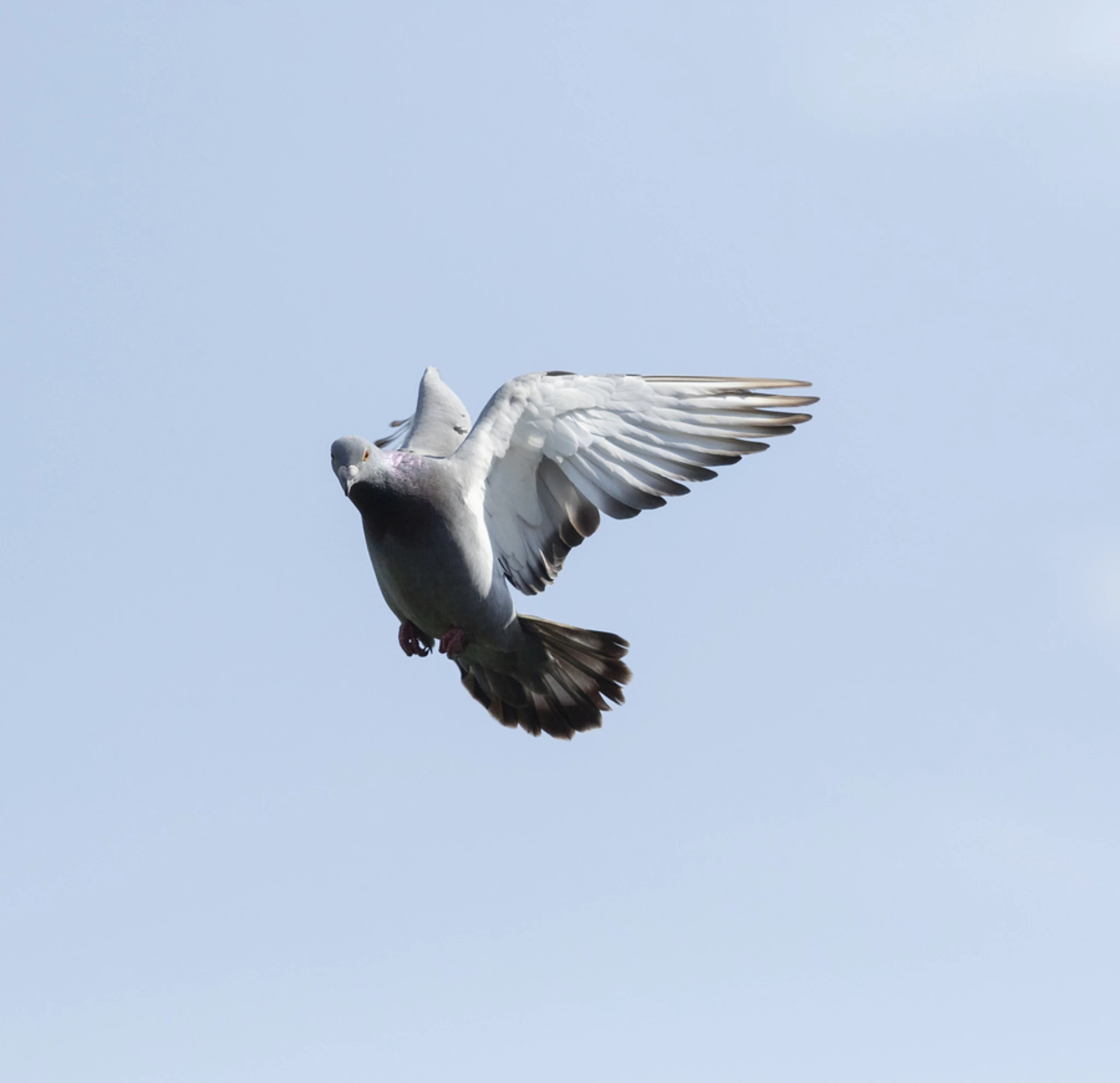 Benzing Alpine Wings fotoğrafı