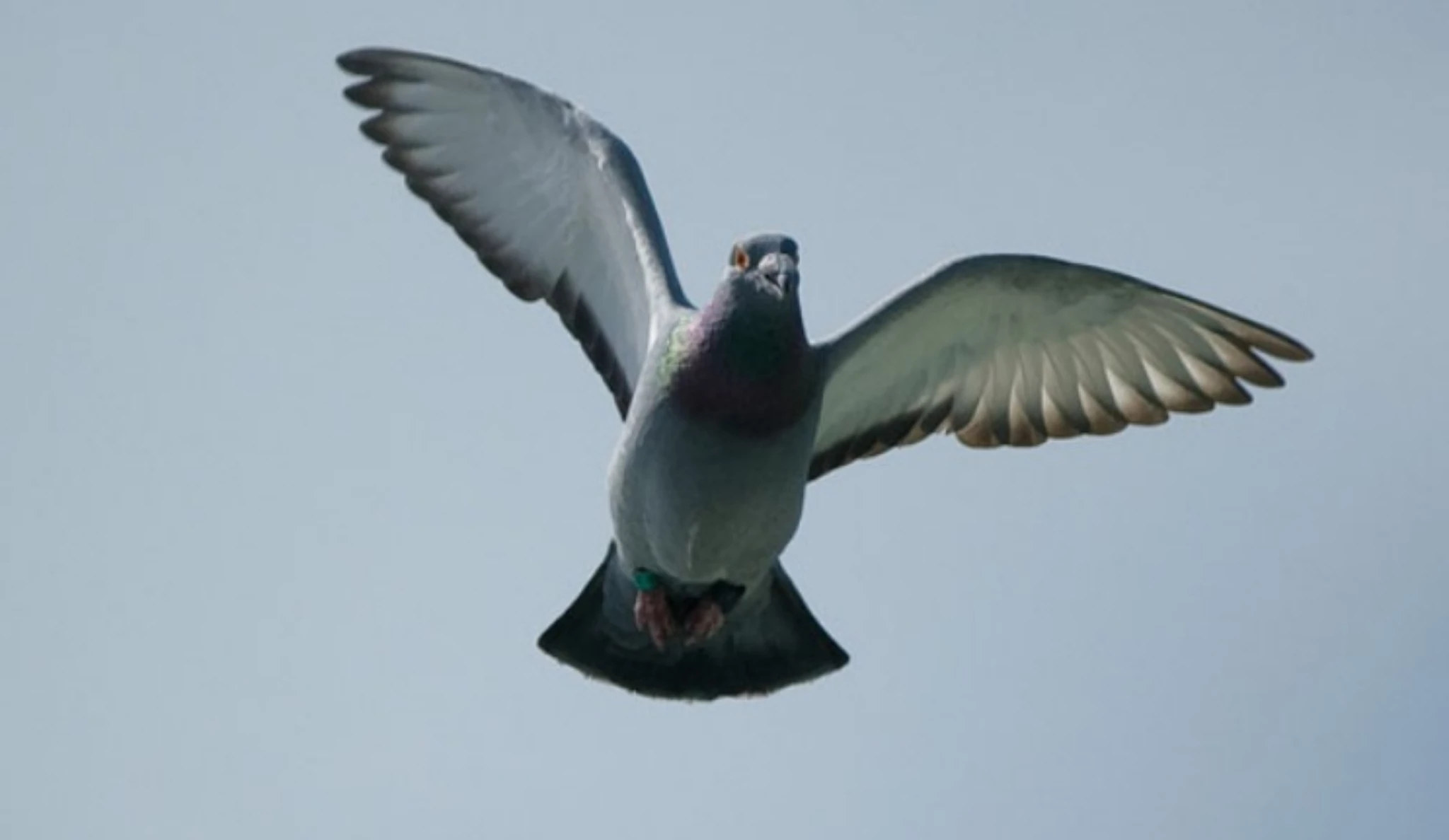 Benzing Alpine Wings fotoğrafı