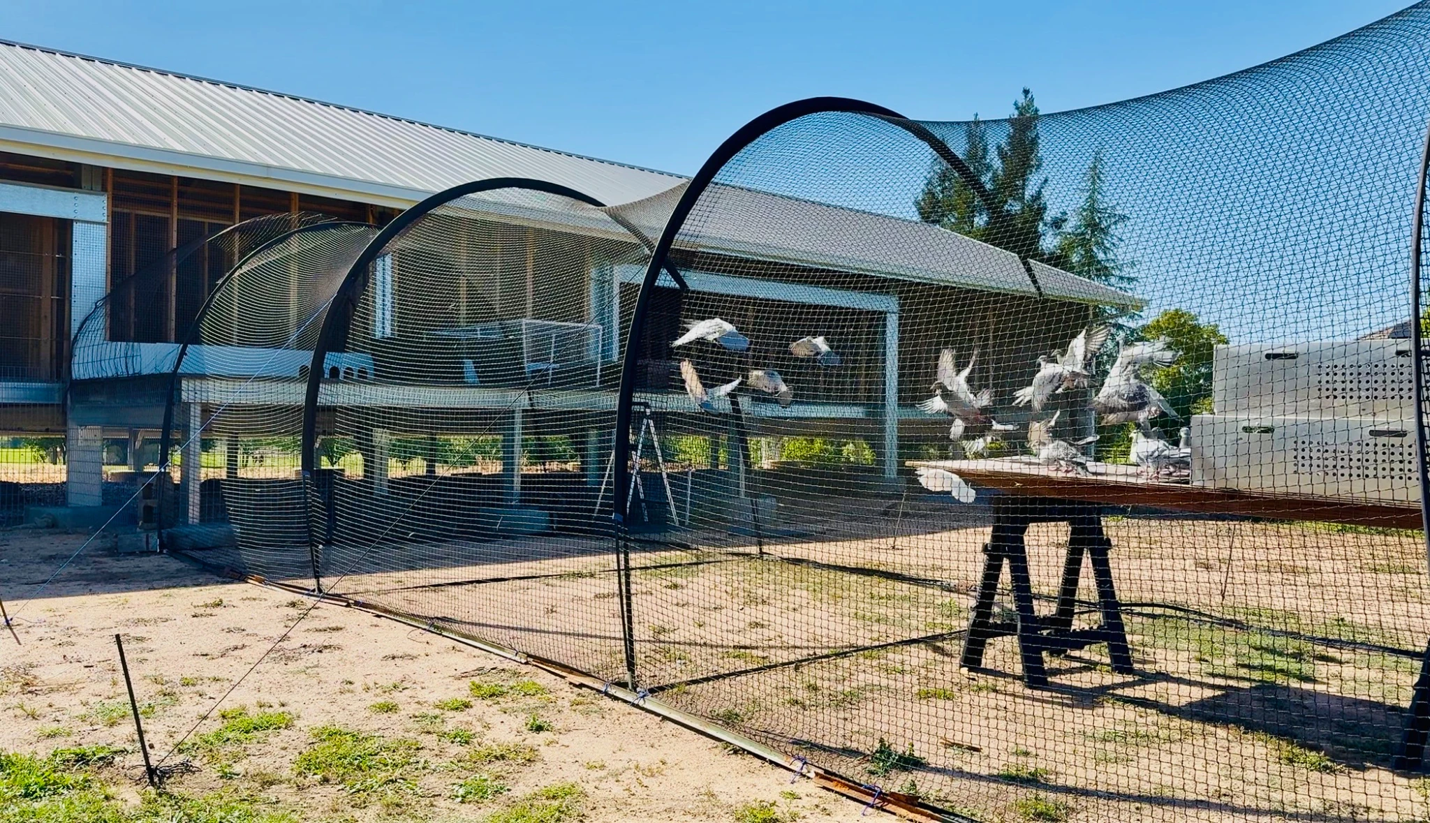 California Pigeon Derby fotoğrafı