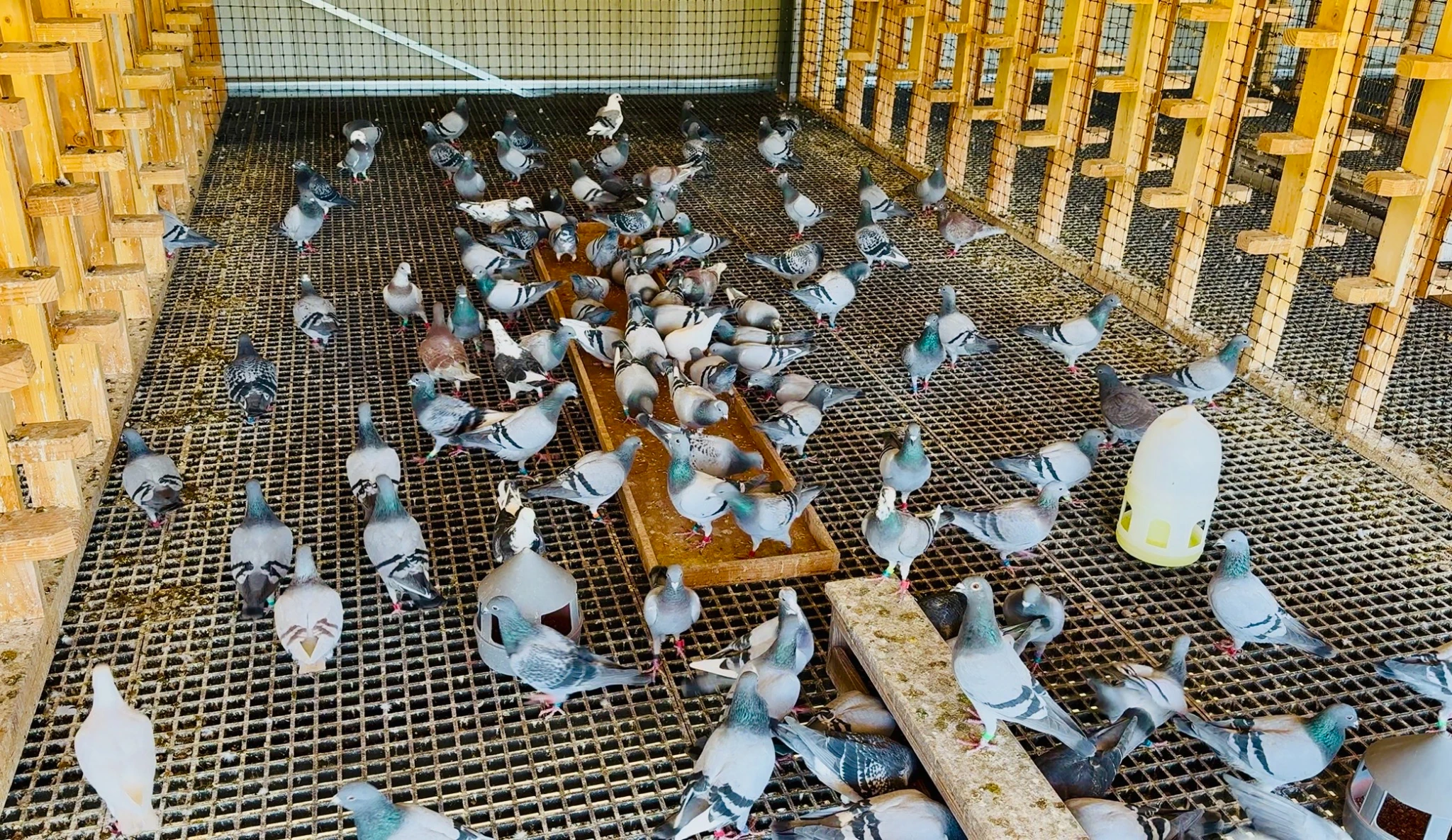 California Pigeon Derby fotoğrafı