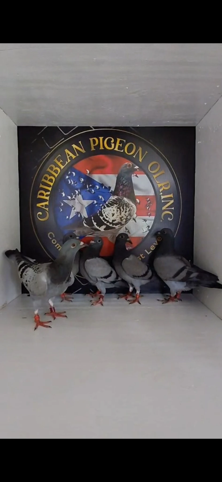 Caribbean Pigeon OLR Inc. fotoğrafı