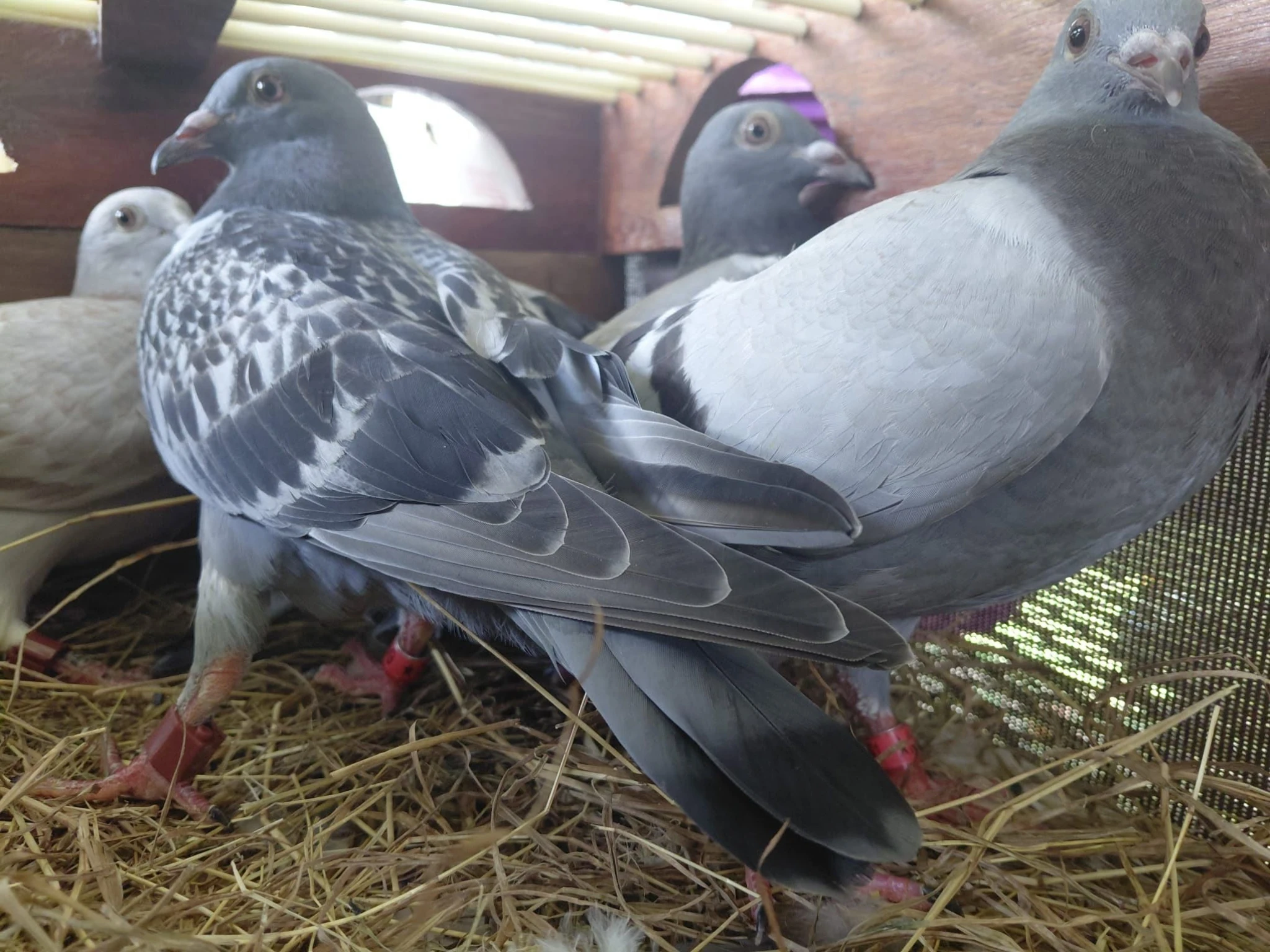 Caribbean Pigeon OLR Inc. fotoğrafı