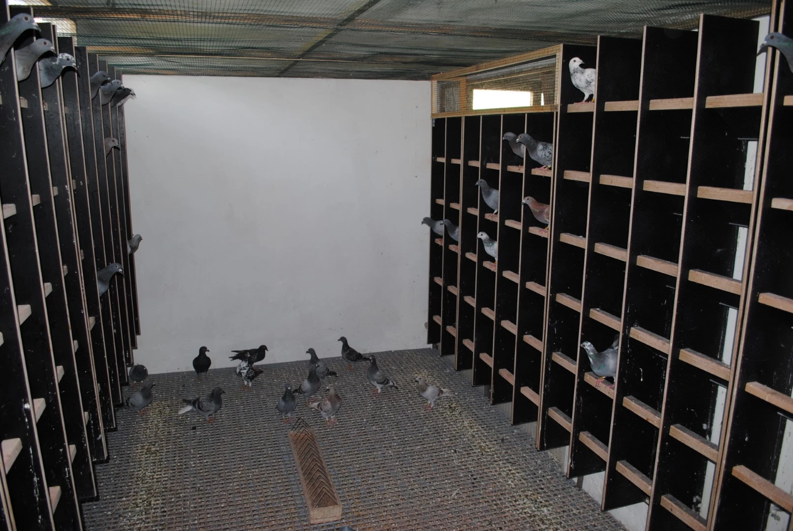 Colombaia Unica Ferrara fotoğrafı