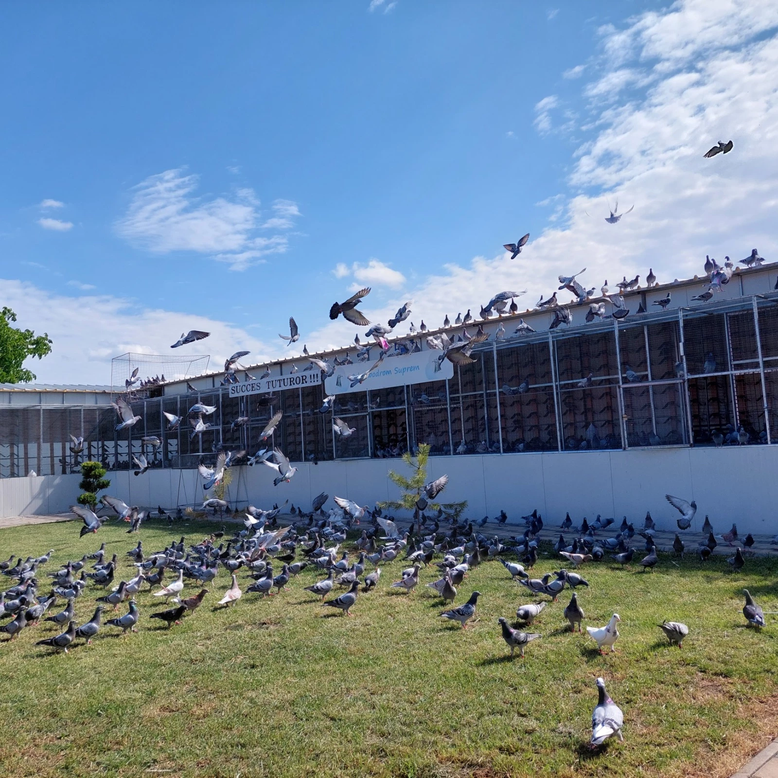 Columbodrom Suprem fotoğrafı