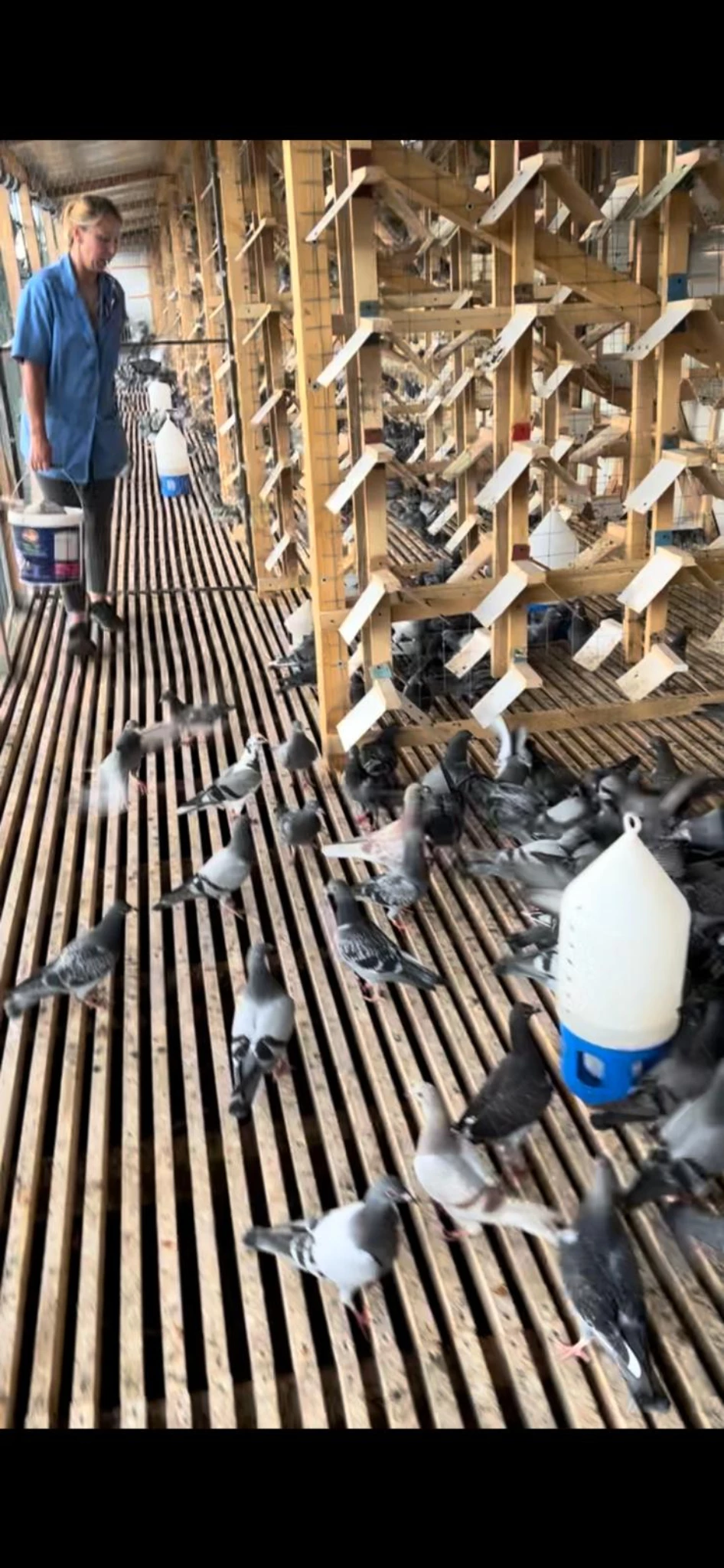 Derby Extrem Pigeons fotoğrafı