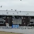 Derby Ribera del Órbigo fotoğrafı