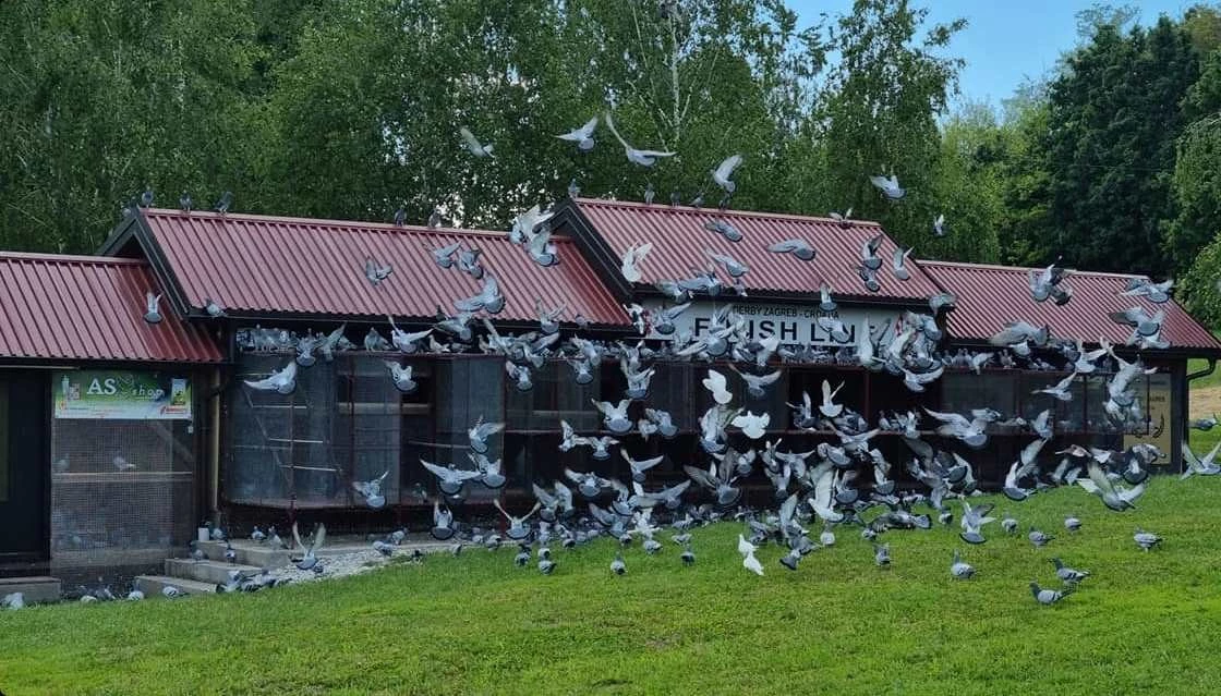 Derby Zagreb fotoğrafı