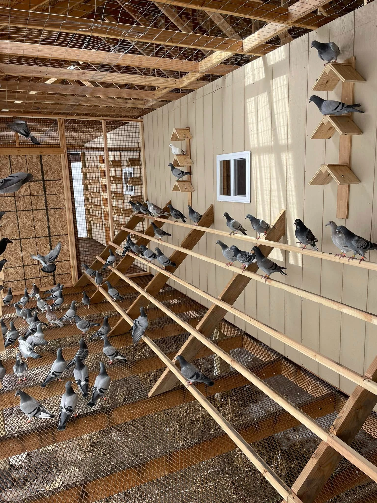 Devil Creek Iron Bird Challenge fotoğrafı