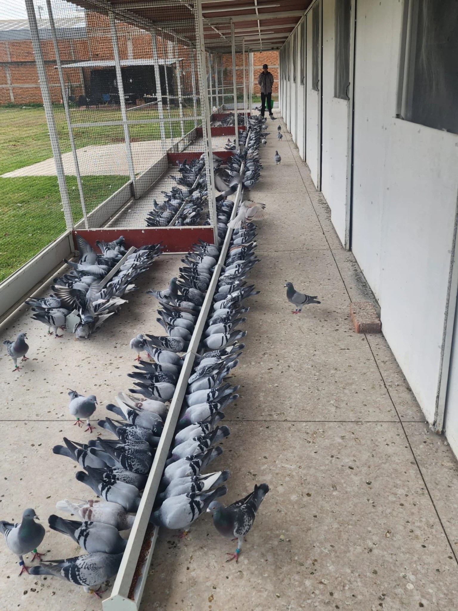 FUTURITY SAN IGNACIO fotoğrafı