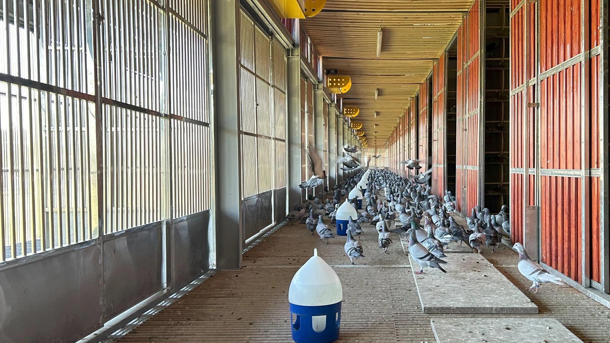 Mira One Loft Race fotoğrafı
