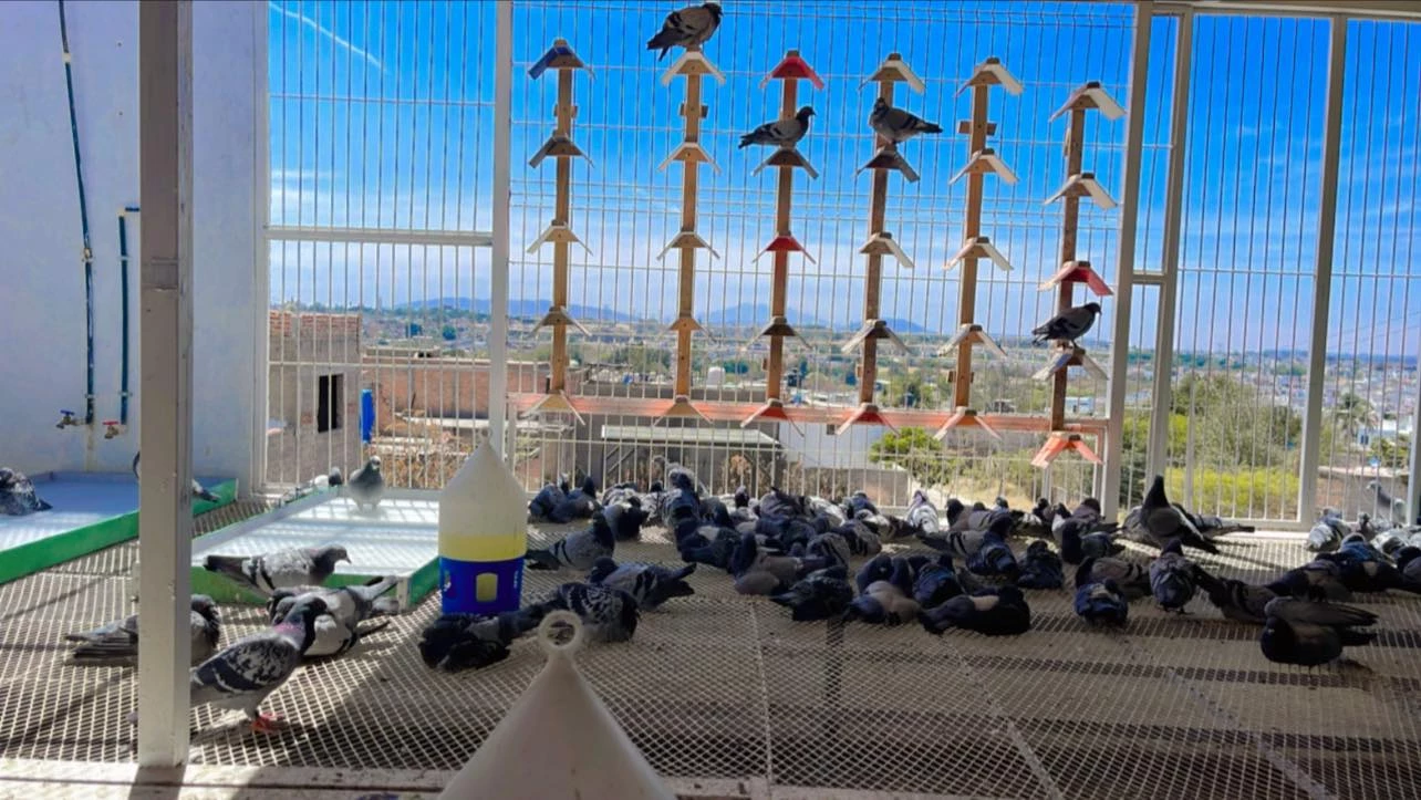 OLR Marathon Pigeon Gdl fotoğrafı