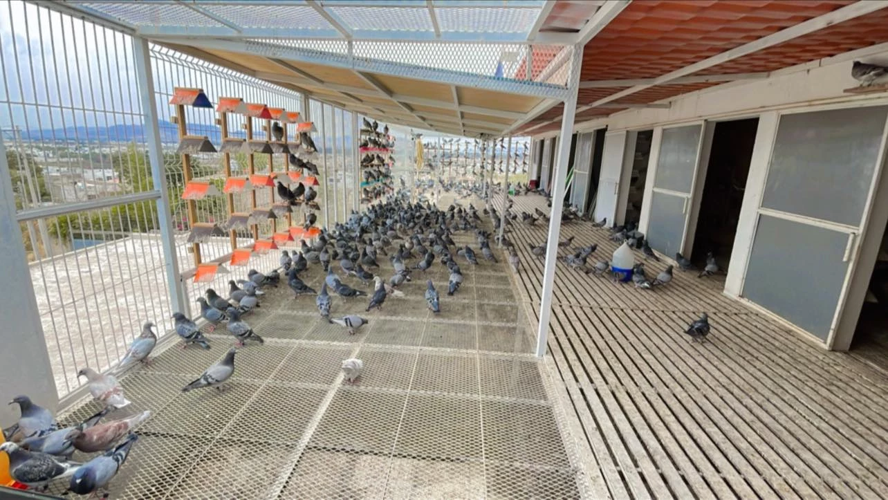OLR Marathon Pigeon Gdl fotoğrafı