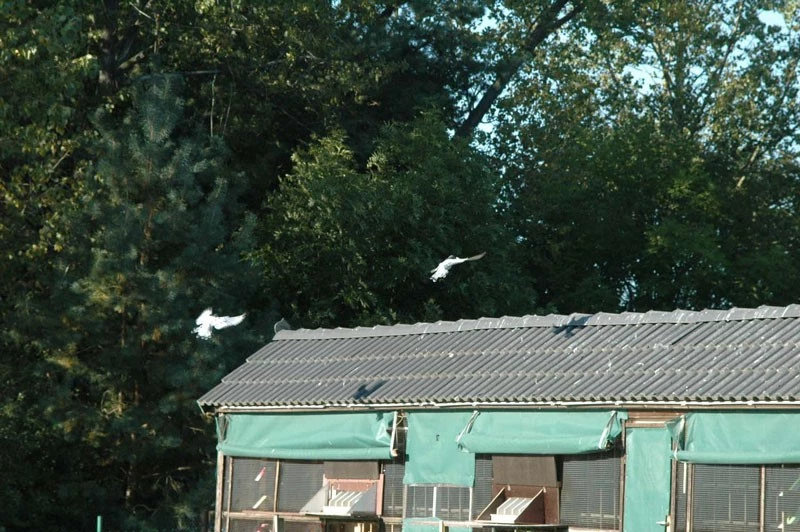 Ostseeflug Usedom fotoğrafı