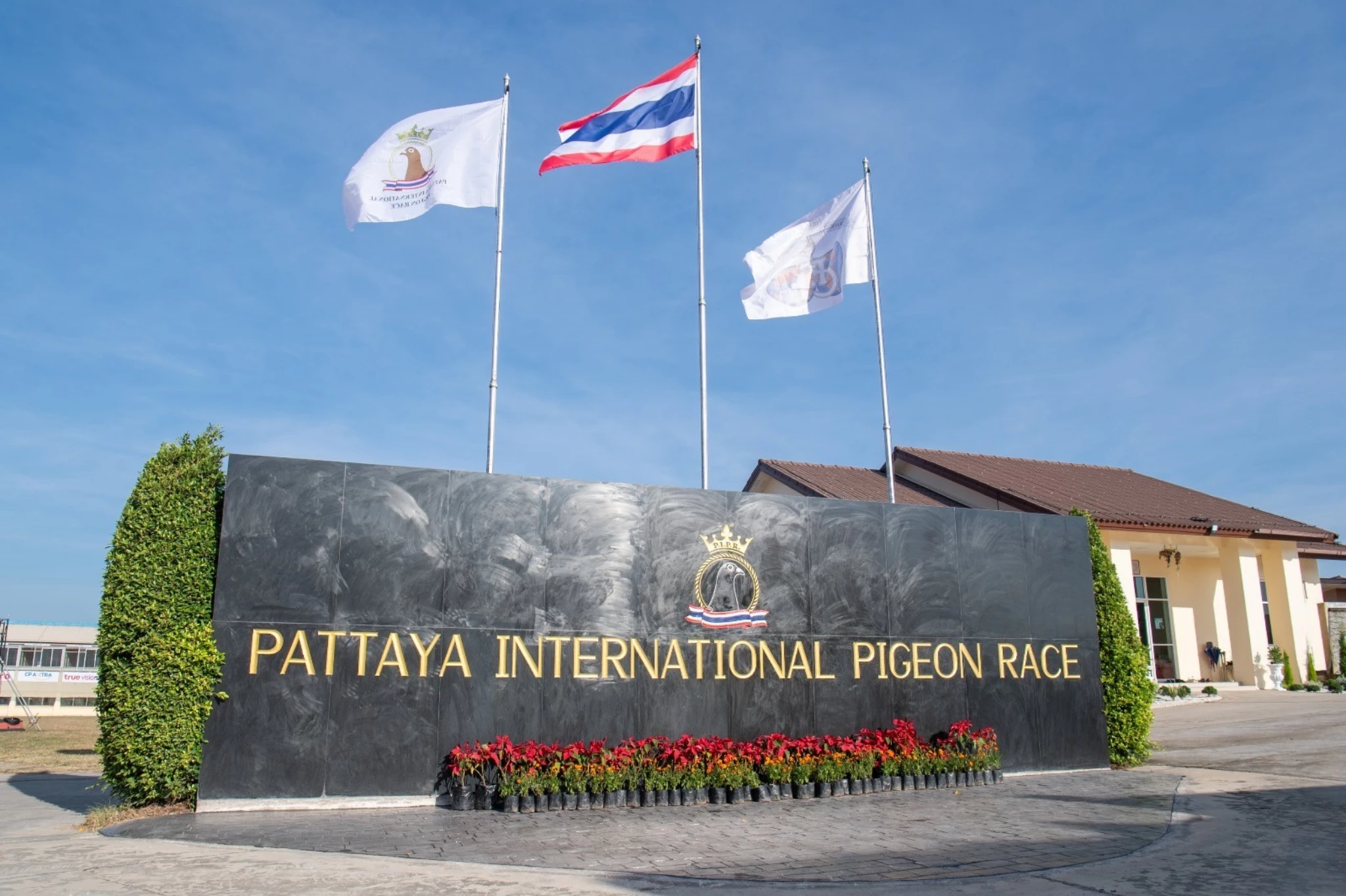 Pattaya International Pigeon Race fotoğrafı