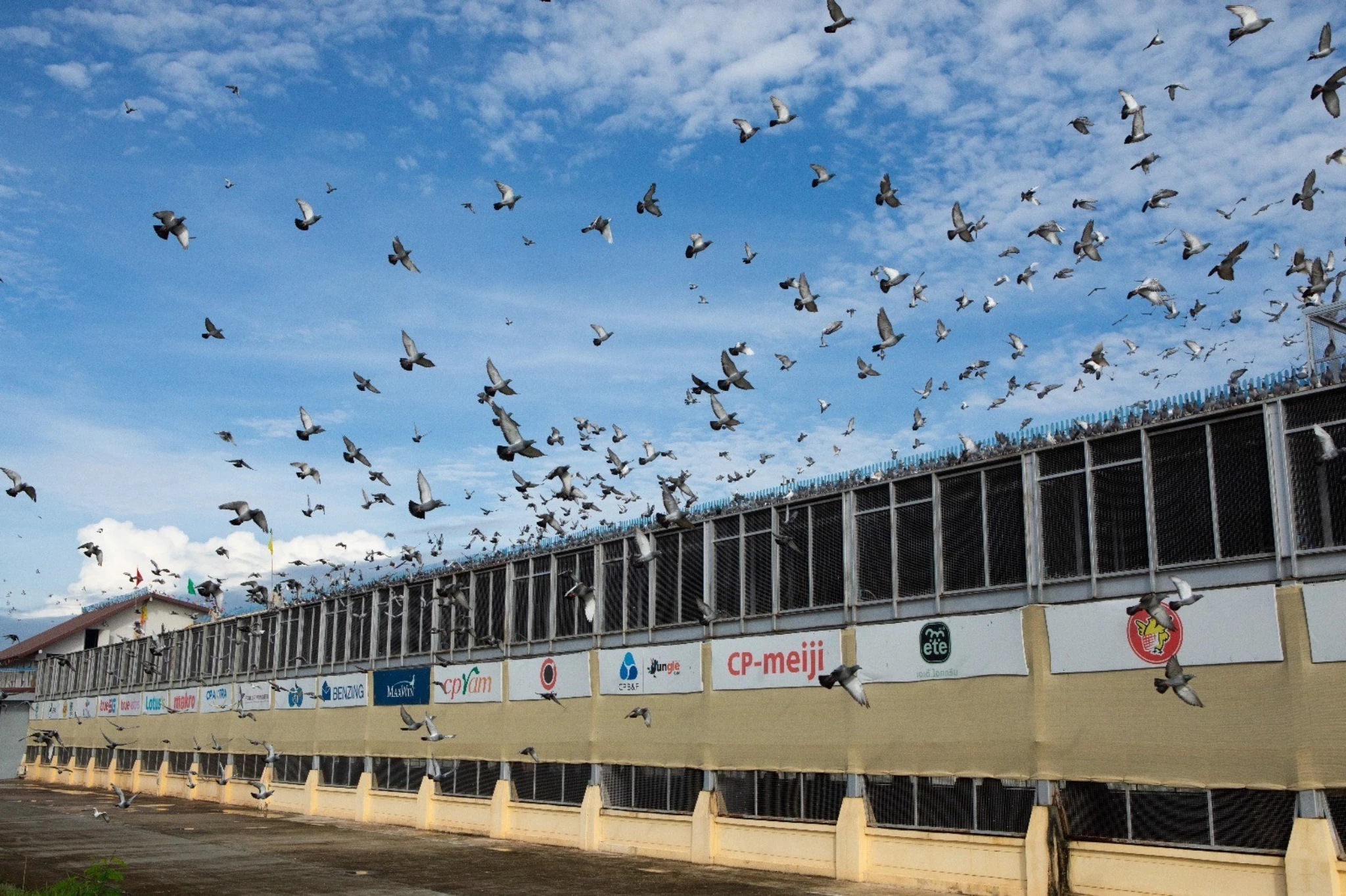 Pattaya International Pigeon Race fotoğrafı