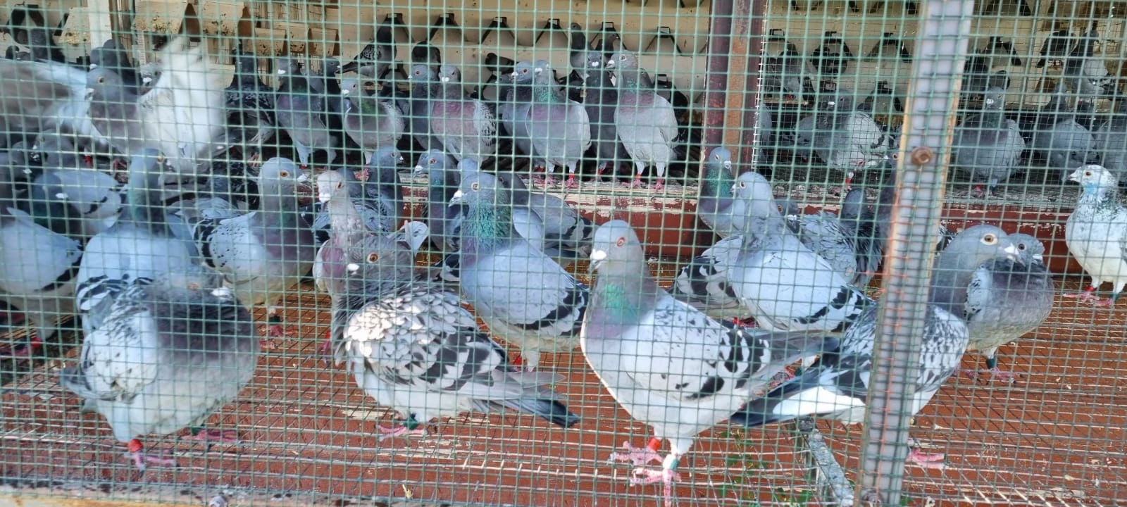 Romanian Golden Pigeons fotoğrafı