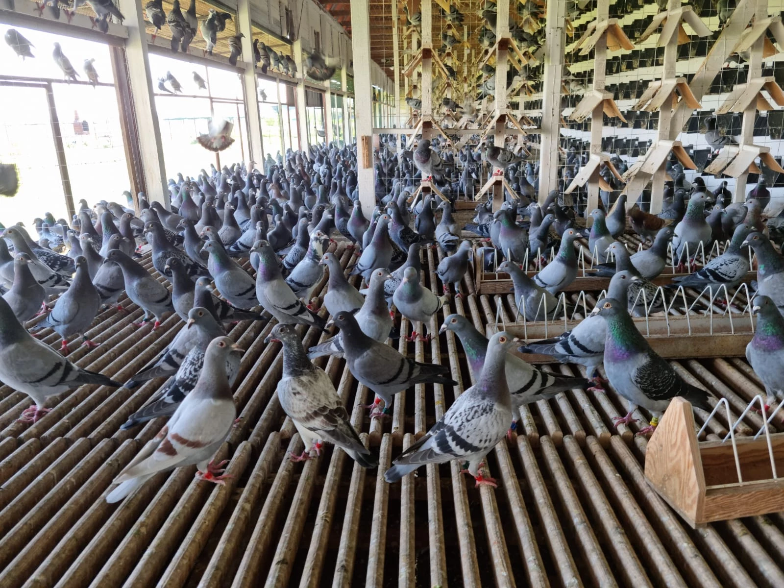 Romanian Golden Pigeons fotoğrafı