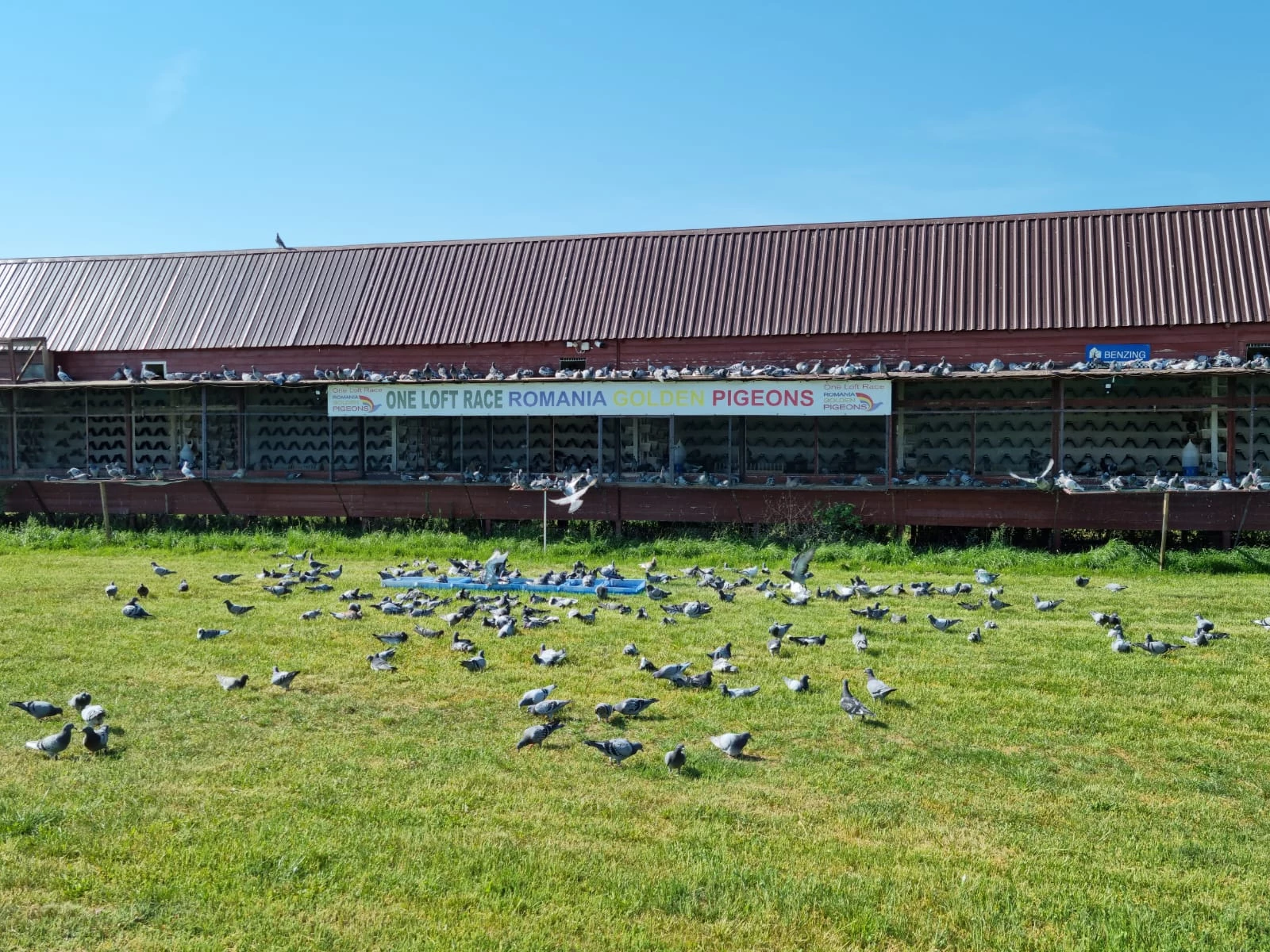 Romanian Golden Pigeons fotoğrafı
