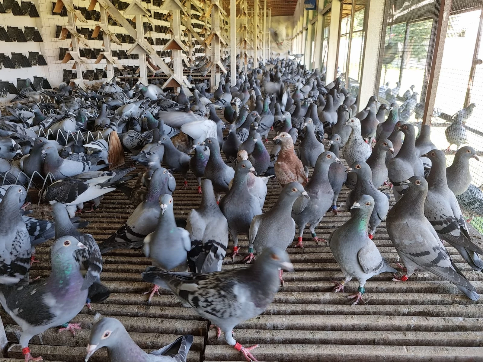 Romanian Golden Pigeons fotoğrafı