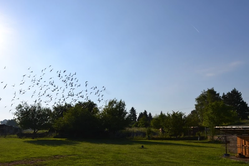 TS Řečany nad Labem fotoğrafı