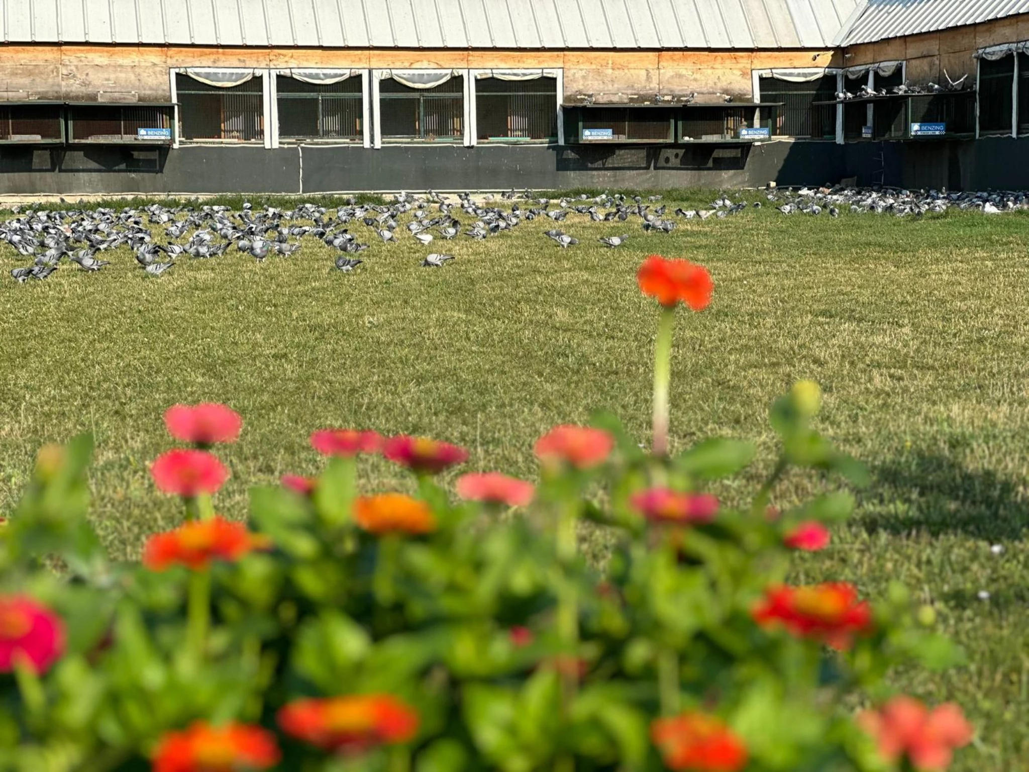 TÜRKIYE PREMIUM Pigeon Race fotoğrafı