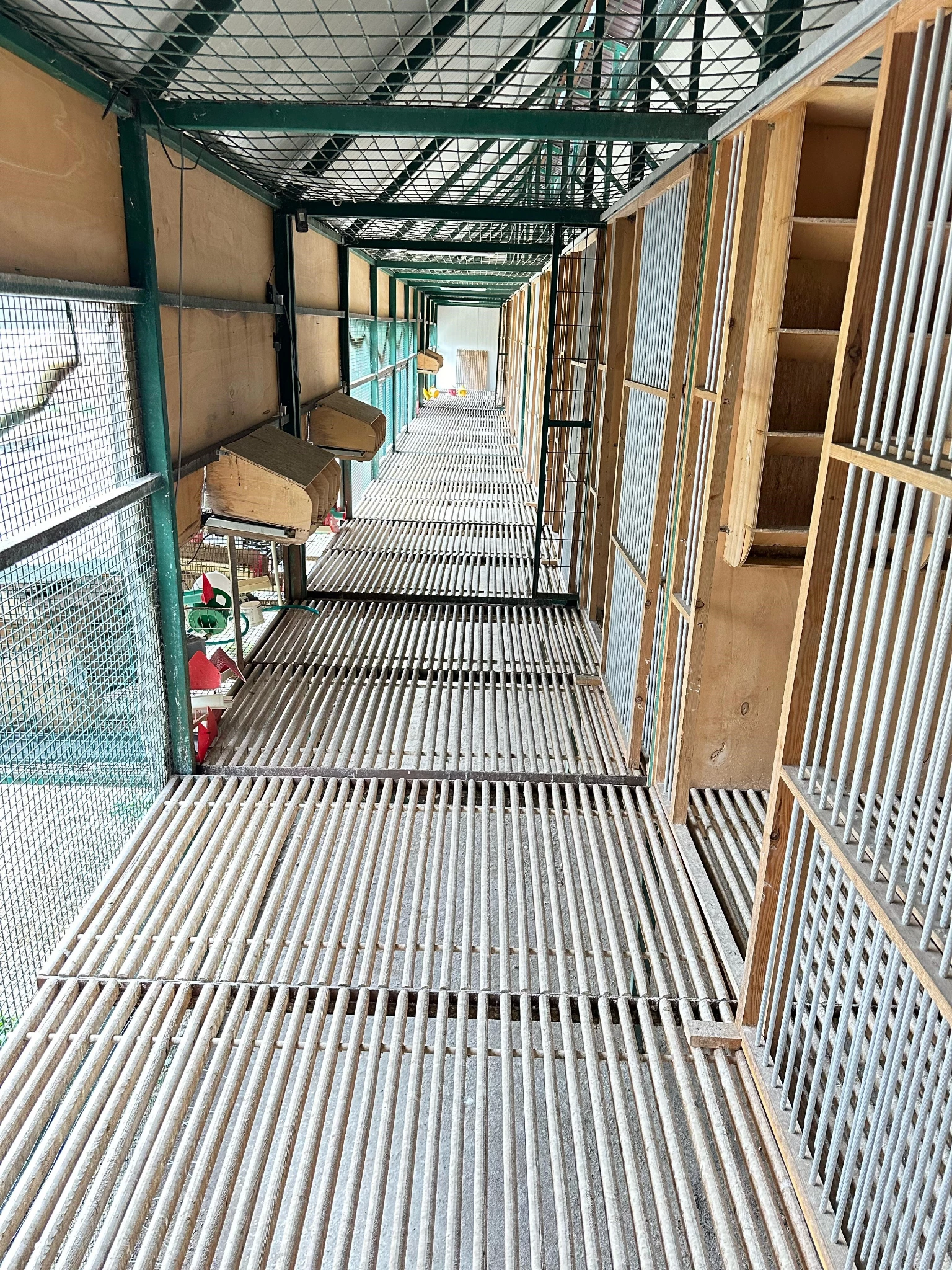TÜRKIYE PREMIUM Pigeon Race fotoğrafı