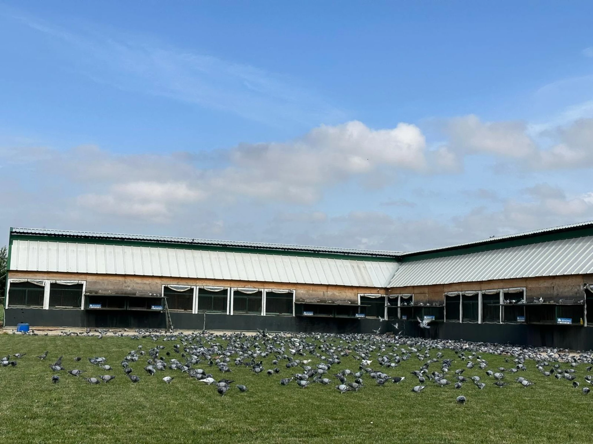 TÜRKIYE PREMIUM Pigeon Race fotoğrafı