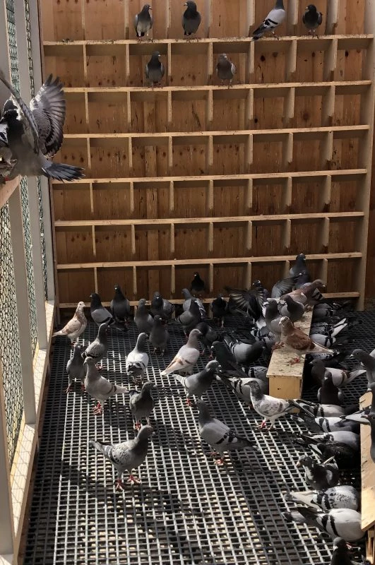 Viking Pigeon Race fotoğrafı