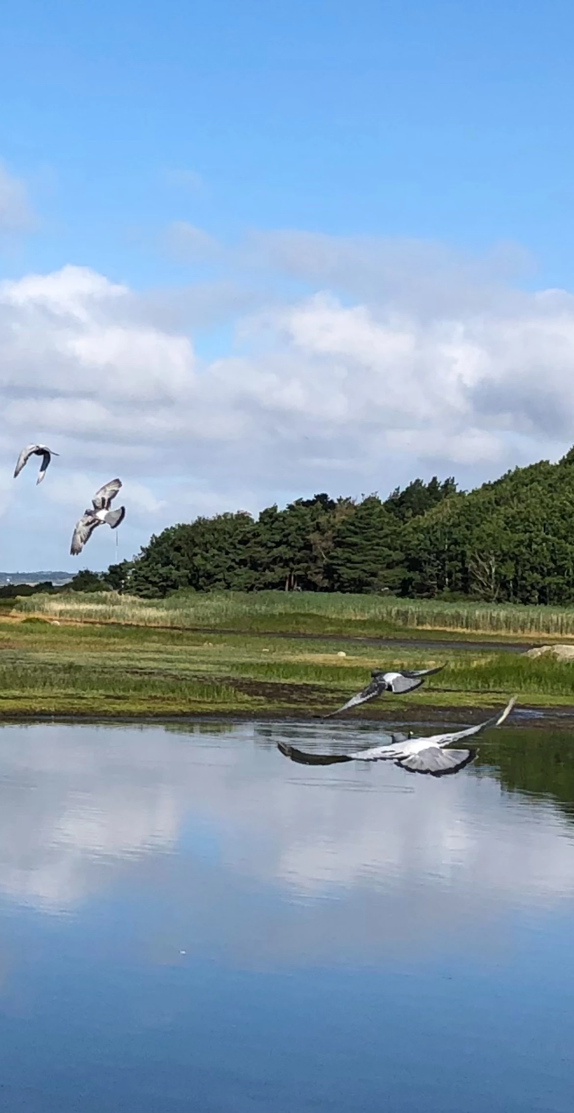 Viking Pigeon Race fotoğrafı