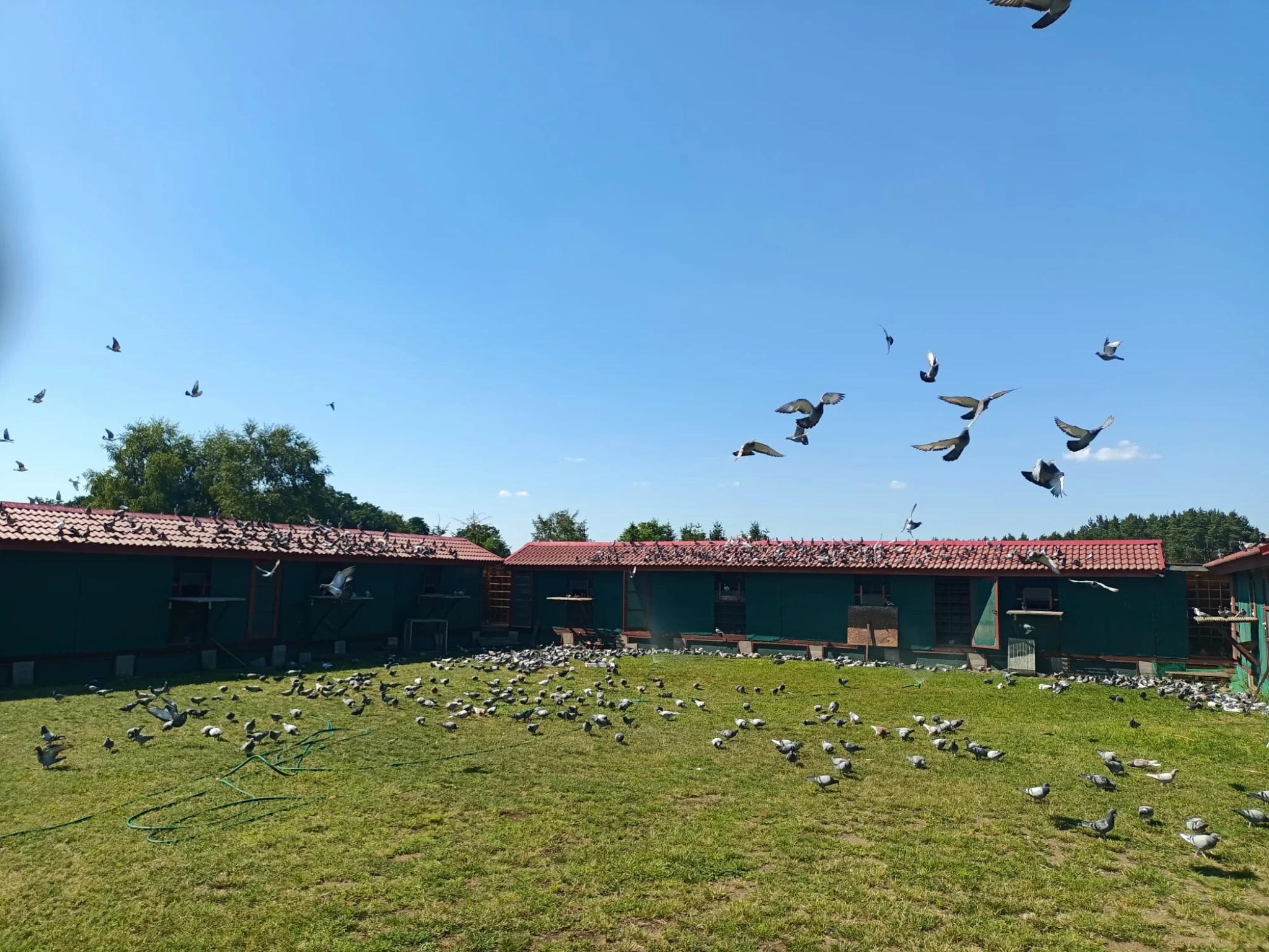 Wspólny Gołębnik SuperGolab fotoğrafı