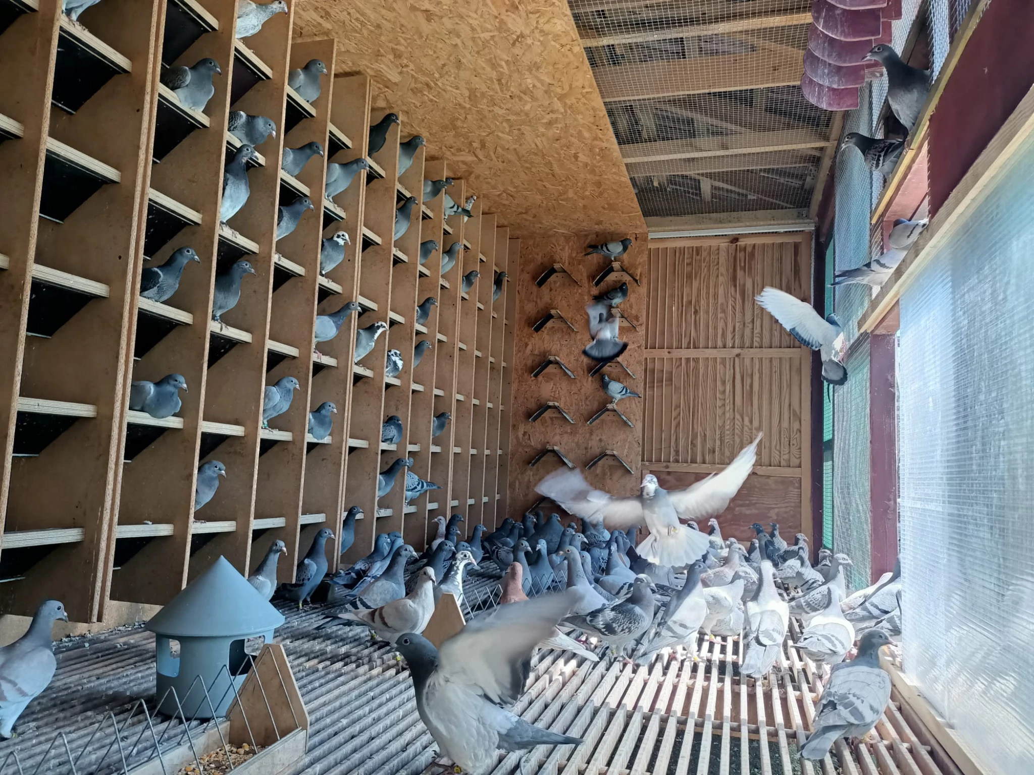 Wspólny Gołębnik SuperGolab fotoğrafı