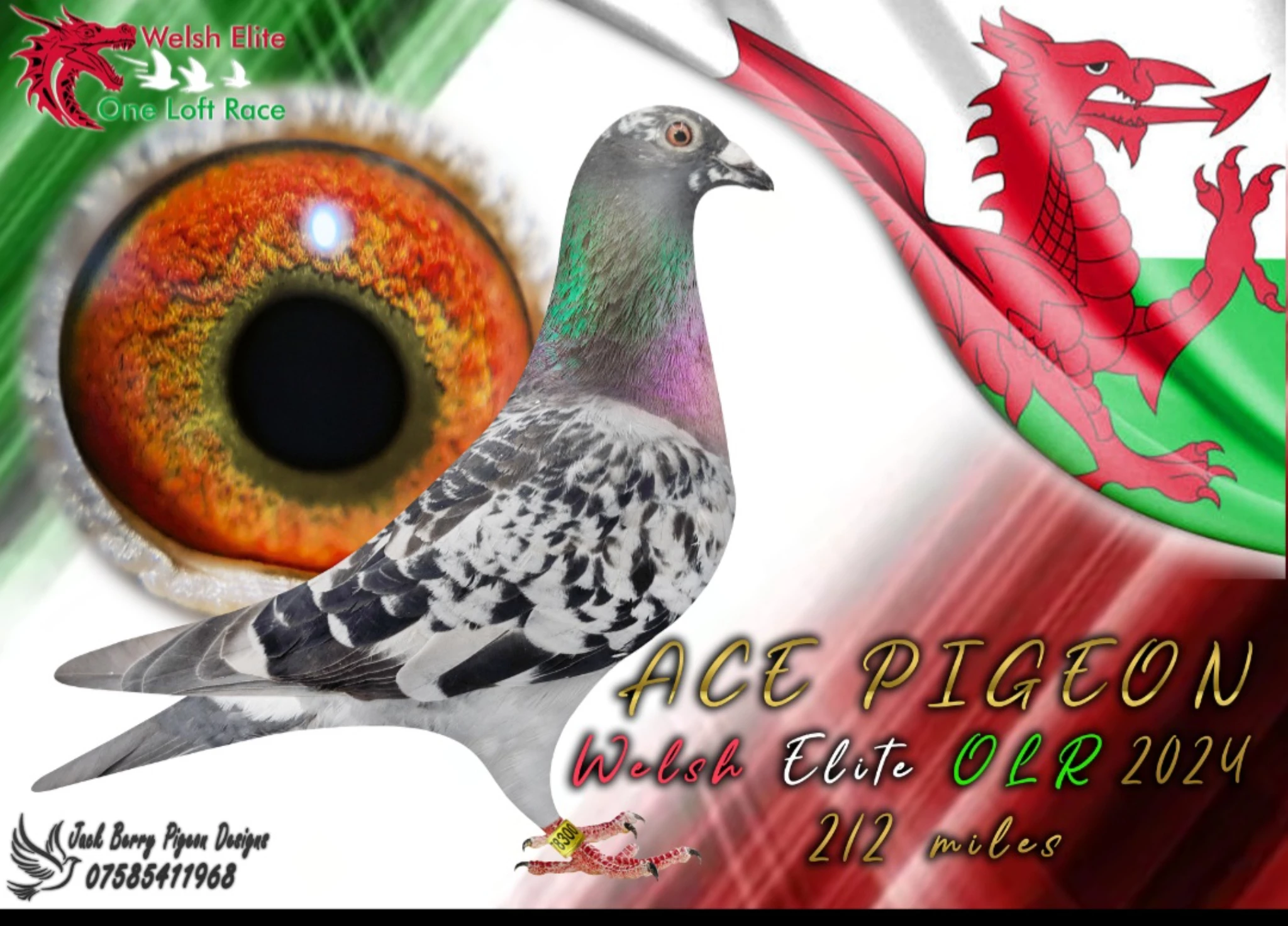 Welsh Elite OLR fotoğrafı